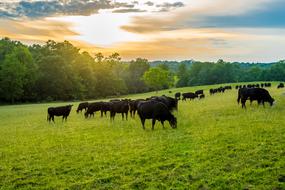 See Offers with getlocal.ie at Castlemine Farm, Roscommon