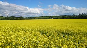 See Offers with getlocal.ie at Donegal Rapeseed Oil Company, Raphoe