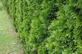 See Offers with getlocal.ie at Hedging.ie, Carnew