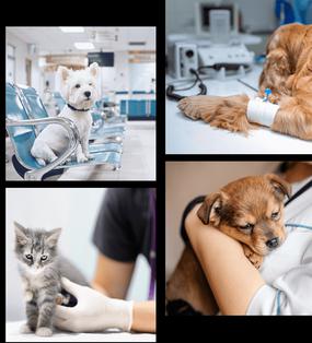 See Offers with getlocal.ie at Pan Veterinary, Kildare
