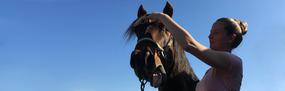 See Offers with getlocal.ie at The Horse Therapist, Athleague