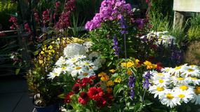 See Offers with getlocal.ie at Urban Plant Life, Dublin