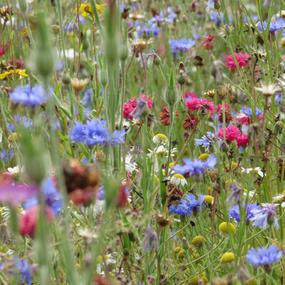 See Offers with getlocal.ie at Wexford Lavender Farm, Inch