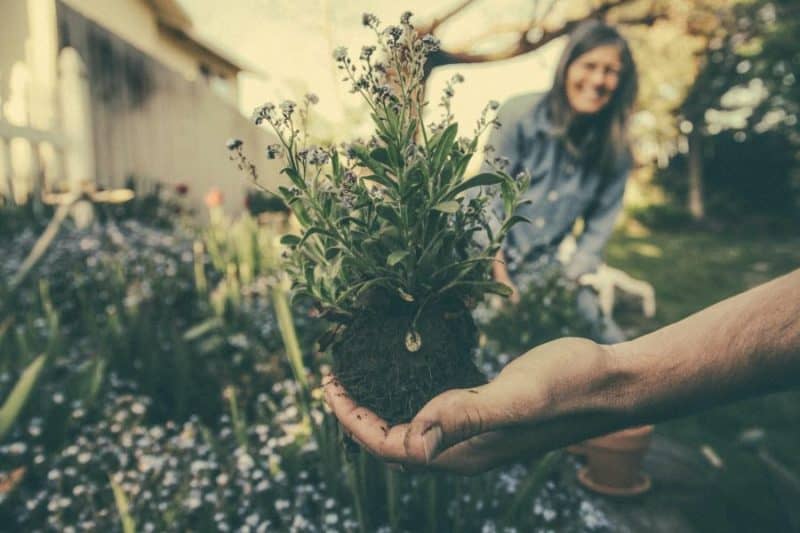 Home And Garden