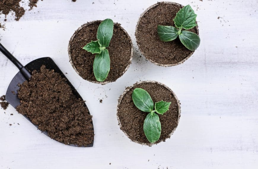 Gardening Tips Spring Season