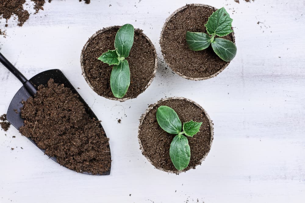 Gardening Tips Spring Season