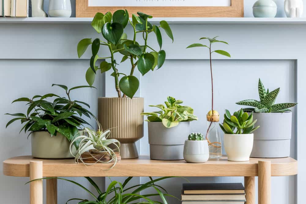 Freshen Up Your Space With These 6 Indoor Plants