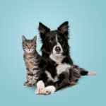 Beginner’s Guide To Cat And Dog Essentials