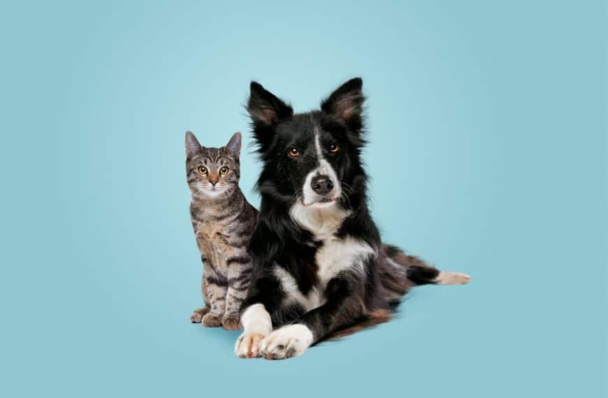Beginner’s Guide To Cat And Dog Essentials