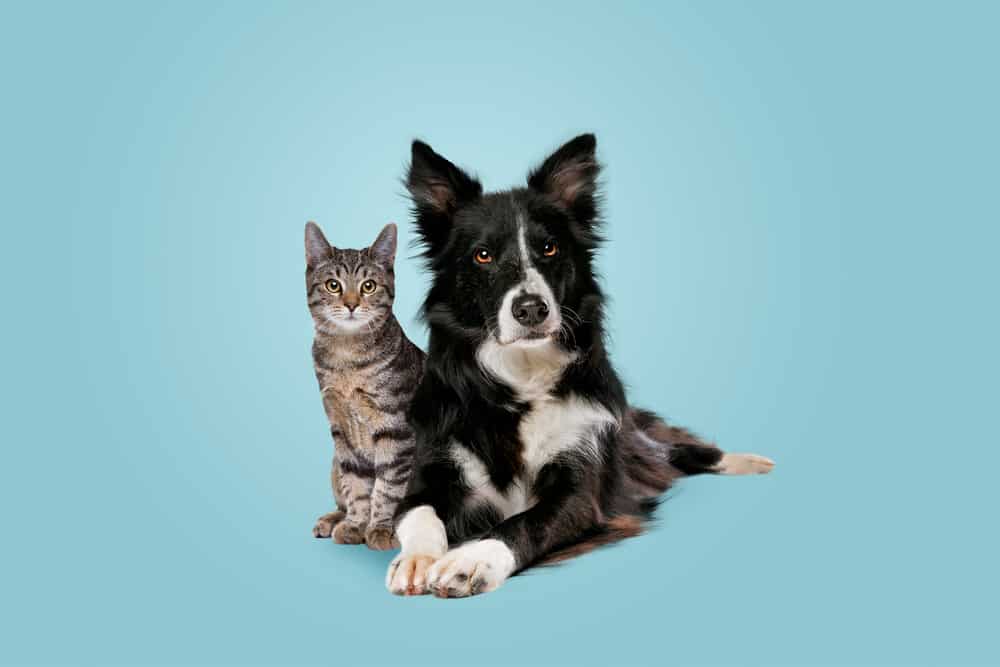 Beginner’s Guide To Cat And Dog Essentials