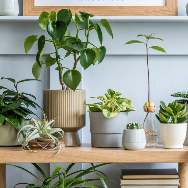 Indoor Plants Discovering Guide | Part 1