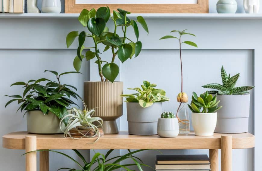 Indoor Plants Discovering Guide | Part 1