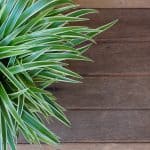 Indoor Plants Discovering Guide | Part 2