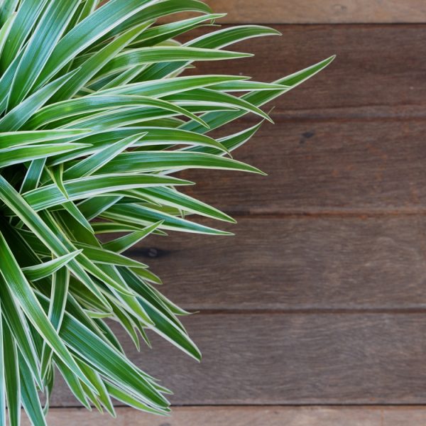 Indoor Plants Discovering Guide | Part 2