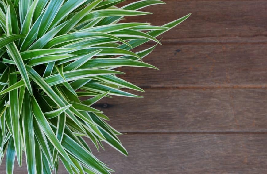 Indoor Plants Discovering Guide | Part 2