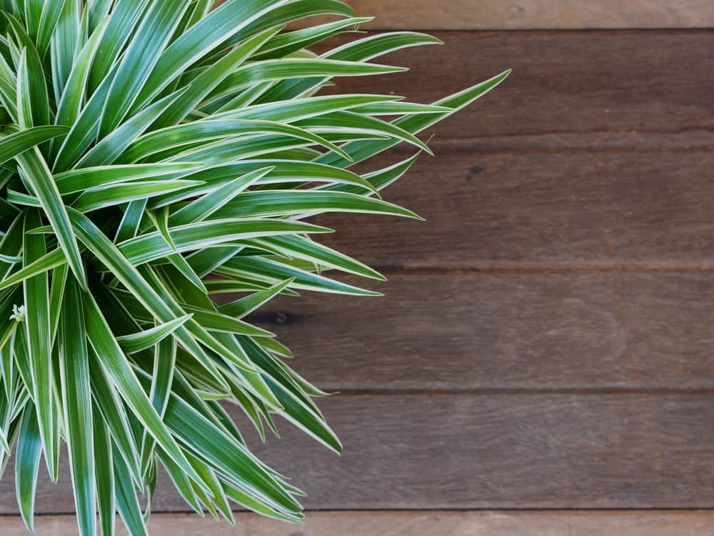 Indoor Plants Discovering Guide | Part 2