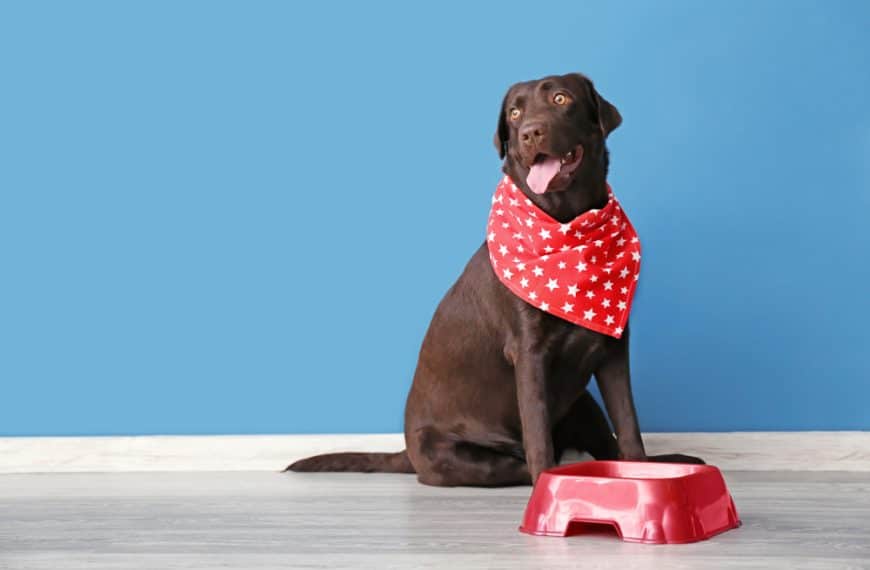 Choose The Right Kind Of Dog Bowl