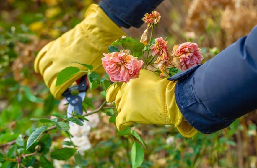 Preparing Your Garden for Winter