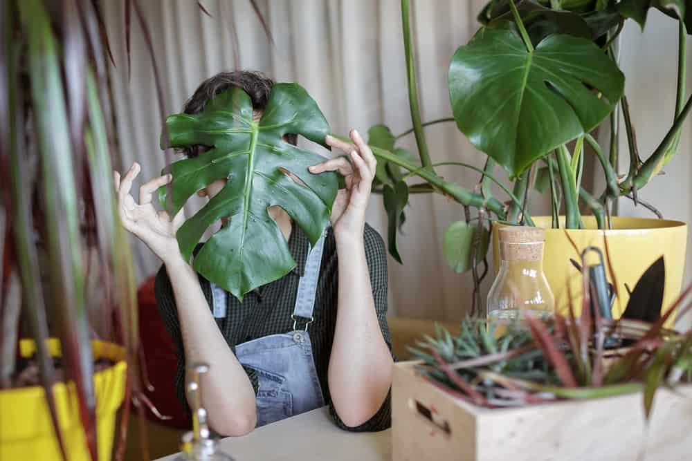 Gifts Under €50 for the Plant Parent
