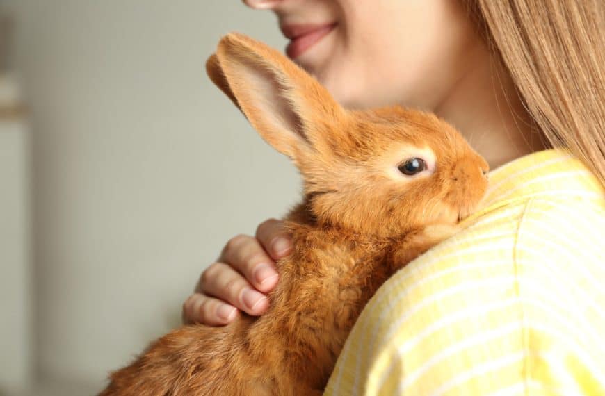 Must-Haves for Bunny Parents