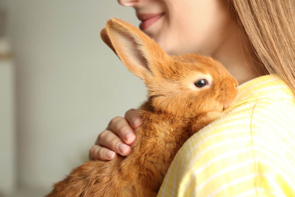 Must-Haves for Bunny Parents