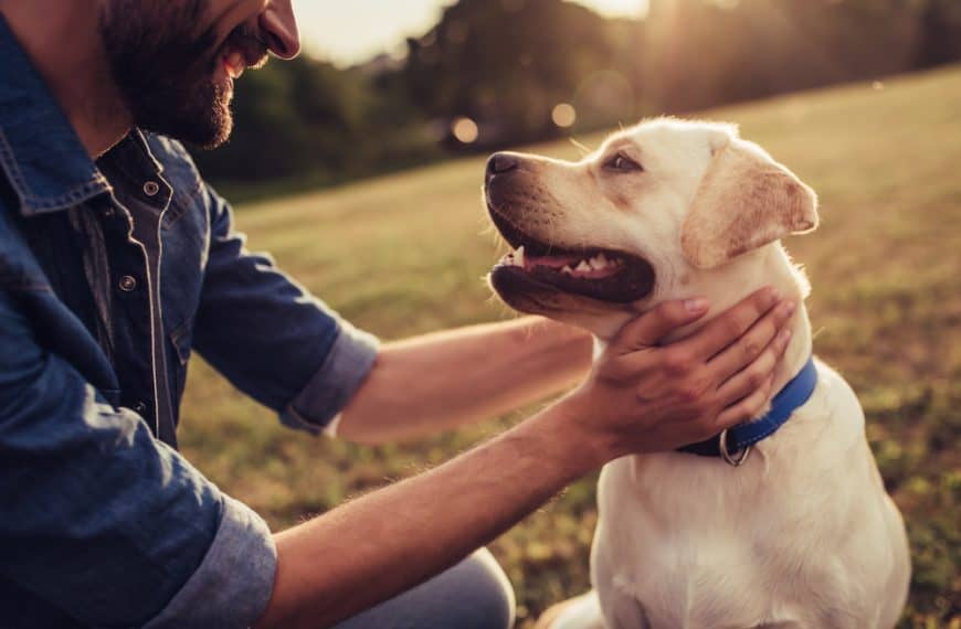 Gifts Under €25 for Dog Parents
