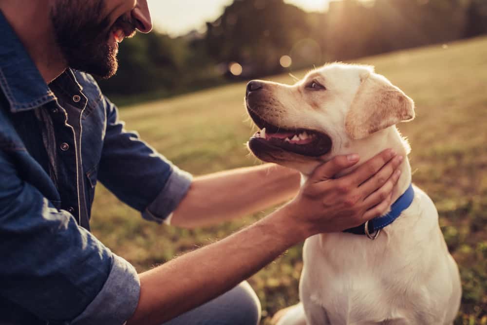 Gifts Under €25 for Dog Parents