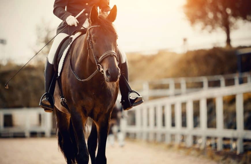 Gifts Under €75 for the Horse Rider