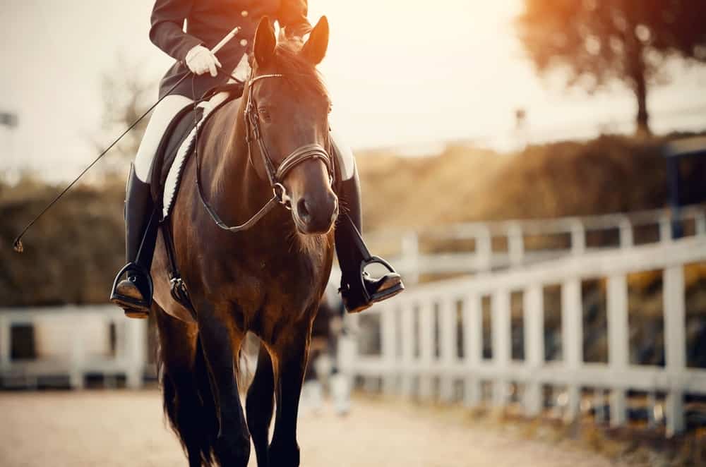 Gifts Under €75 for the Horse Rider