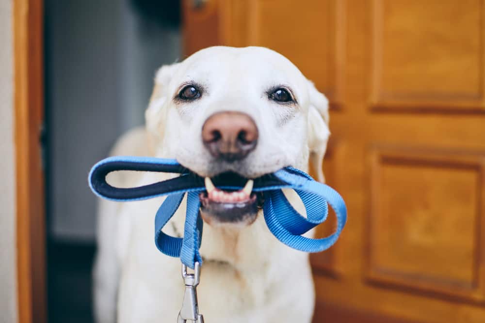 ireland, dog lead