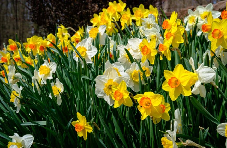 Bring On The Bloom: 5 Flowers To Plant Now For A Cheerful Spring Garden
