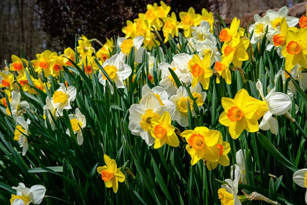 Bring On The Bloom: 5 Flowers To Plant Now For A Cheerful Spring Garden
