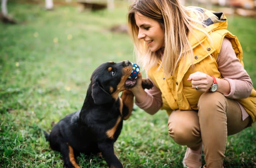 A Beginner’s Guide To Puppy Training