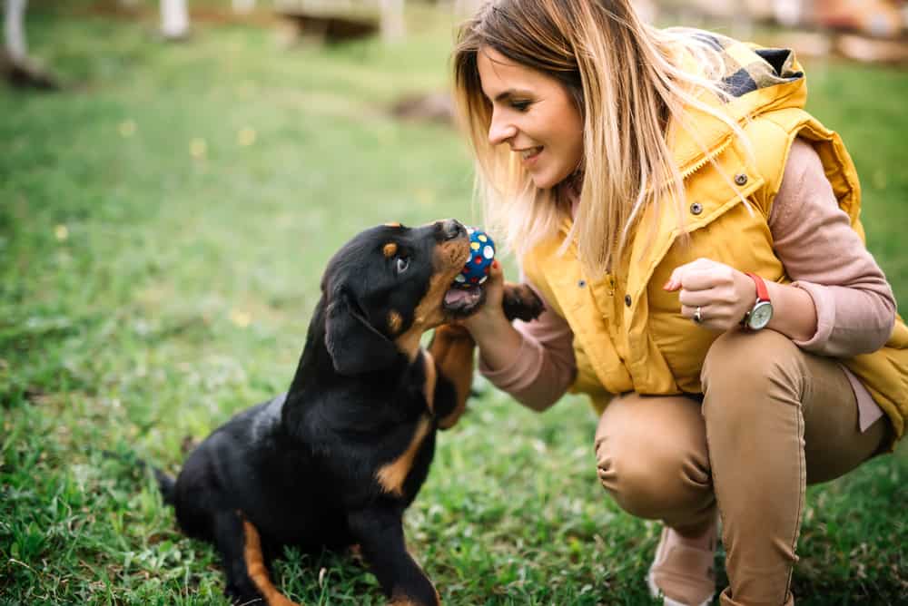 puppy training, ireland