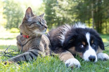 Beginner's Guide to Cat and Dog Essentials